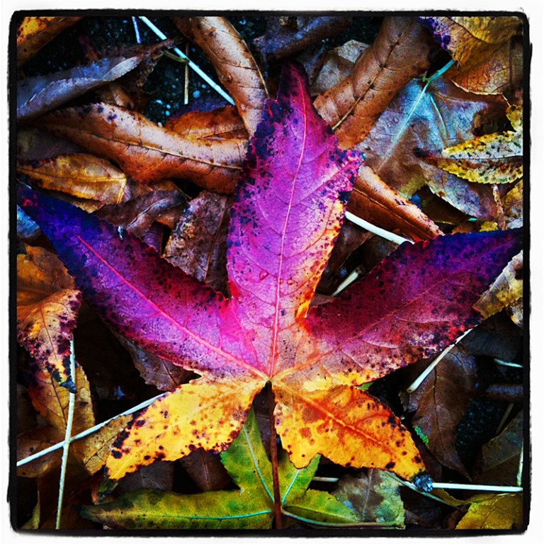 Fall Arrives #1 for Blog iDiarist