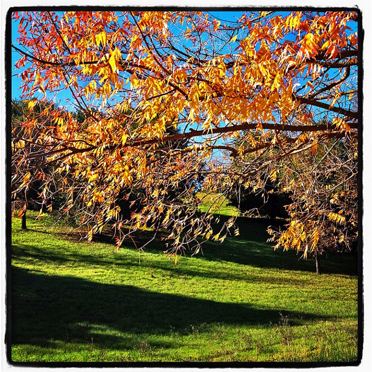 Autumn #4 Blog iDiarist