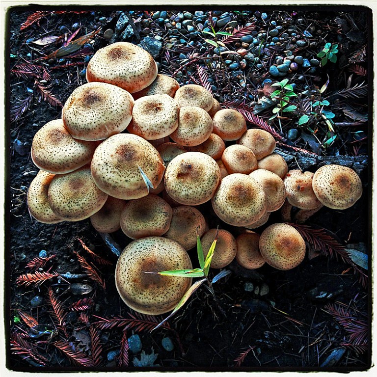 Mushrooms #1 Blog iDiarist