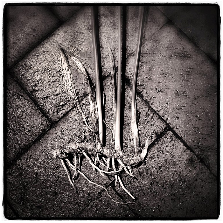 Cast-Iron Plant Wk Img Blog iDiarist