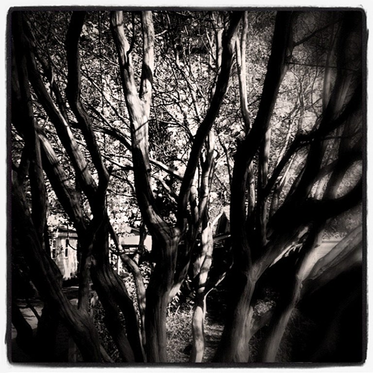 Urban Bramble Blog iDiarist