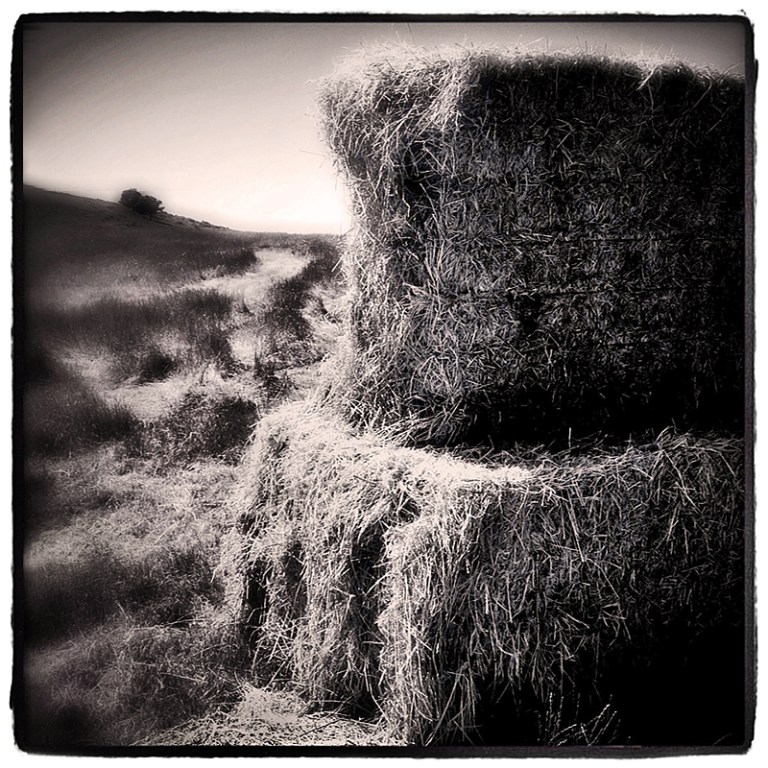 Haystack Blog iDiarist