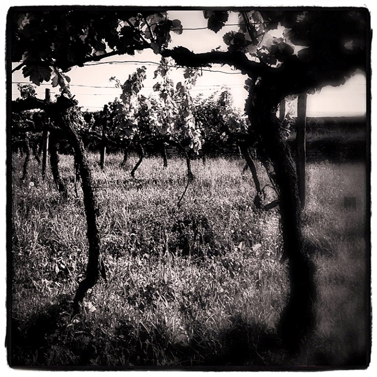 Beaune #2 Blog iDiarist