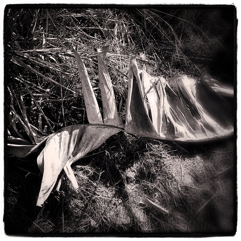 Dried Bird of Paridise Leaf Blog iDiarist