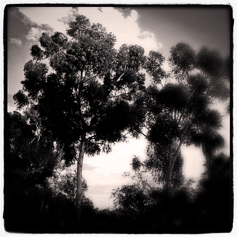 Eucalyptus Blog iDiarist