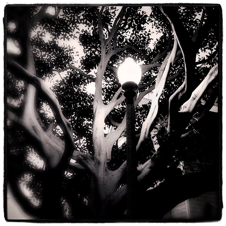 Lighted Tree Blog iDiarist