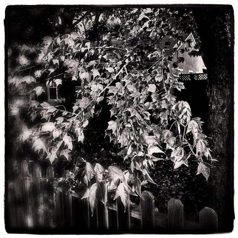 Fall Leaves & Fence Blog iDiarist