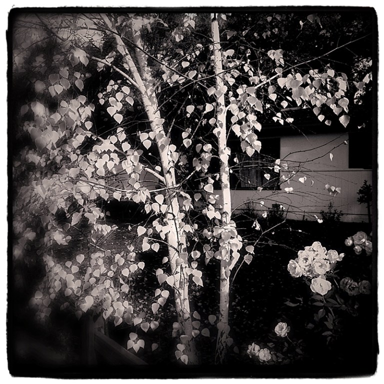 Birches Blog iDiarist