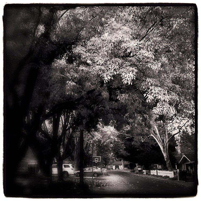 Leaves Turning Along Alice Court Blog iDiarist