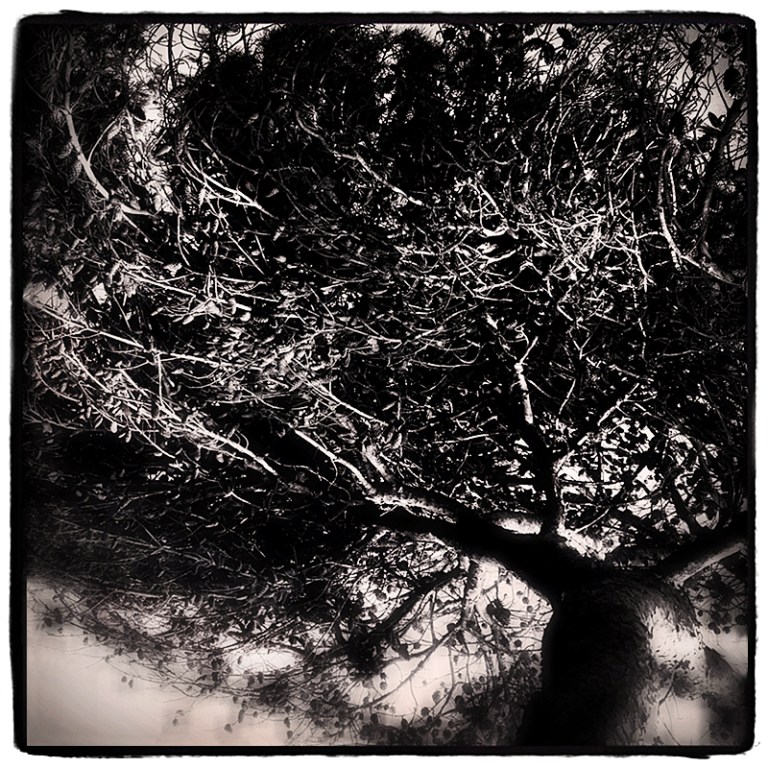 Meditation Tree Blog iDiarist