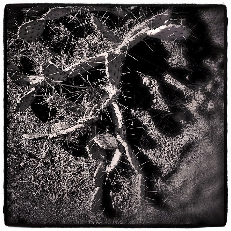 Walking Prickly Pear Blog iDiarist