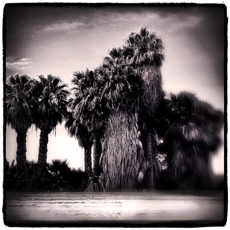 Palms of Brawley Blog iDiarist