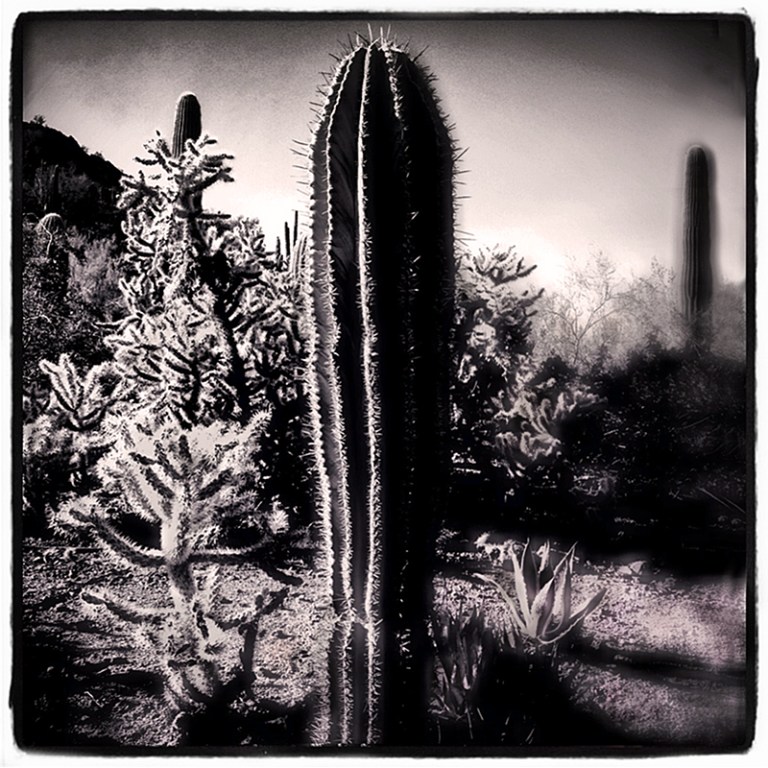 Saguaro Blog iDiarist