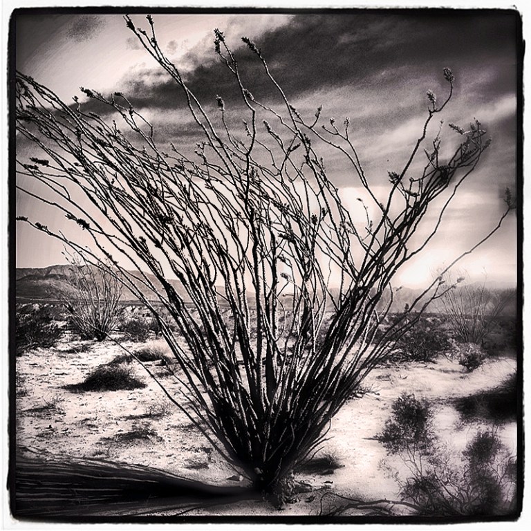 Octillo #1 Blog iDiarist