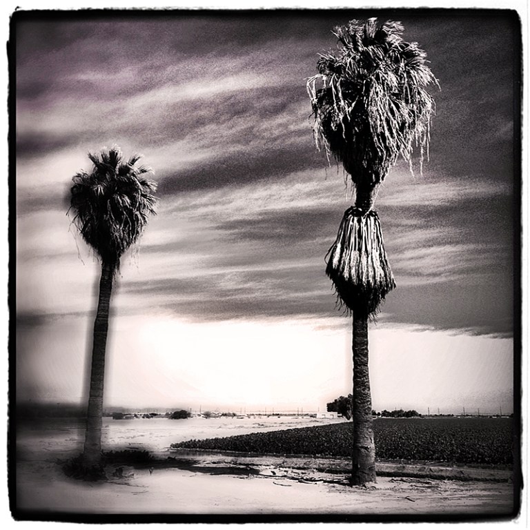 Palms of Brawley #2 Blog iDiarist
