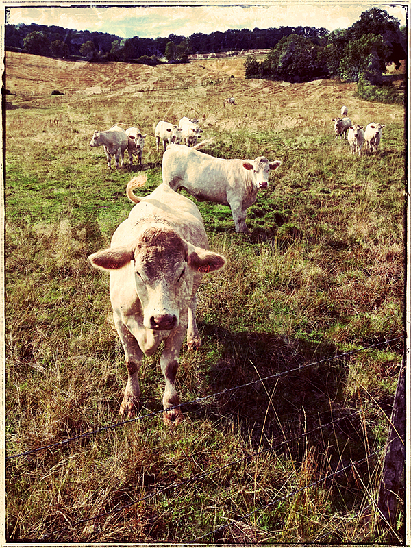 Charolais Blog iDiarist