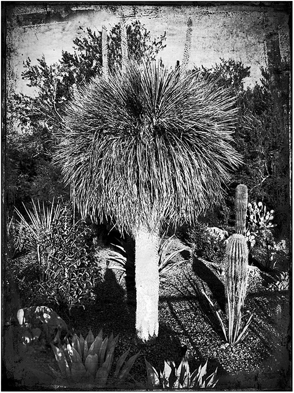 Cactus Blog iDiarist