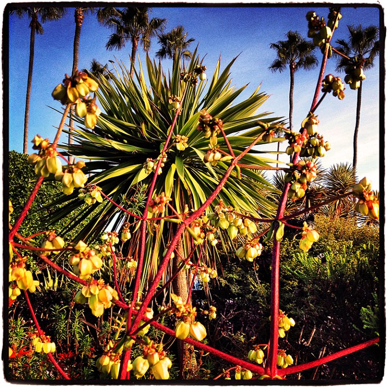 Meditation Garden #2 Blog iDiarist