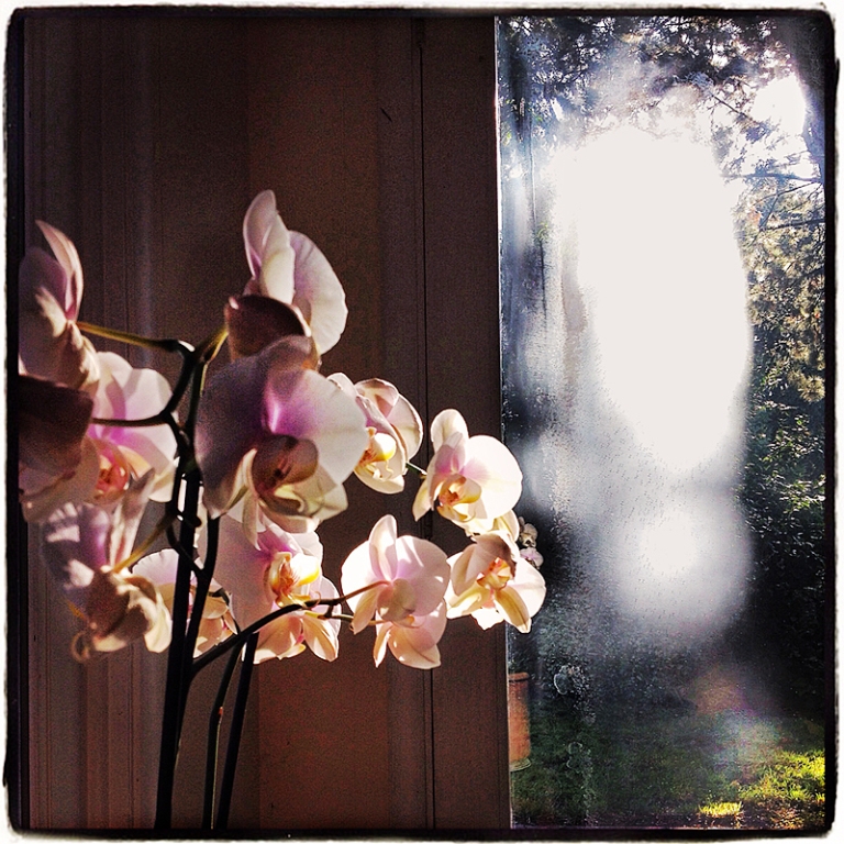 Mother's Day Orchids Blog iDiarist