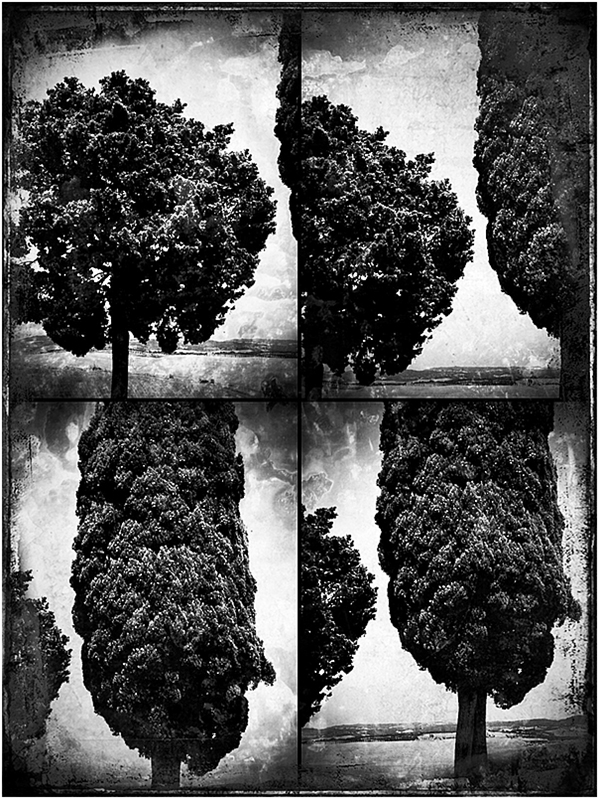 Trees of Tuscany X4 Blog iDiarist