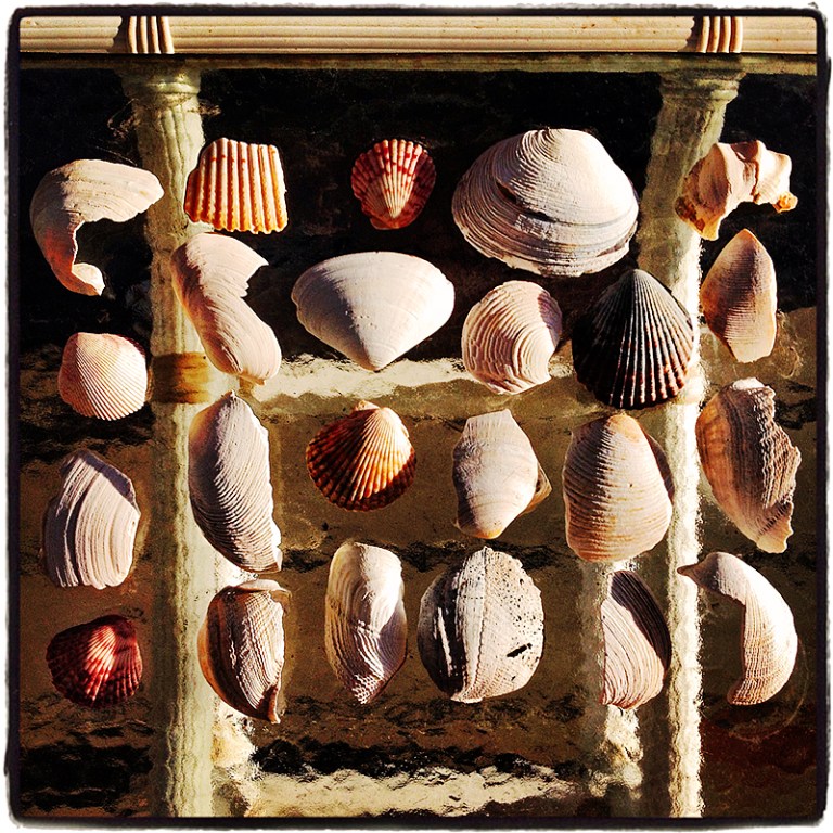 Shells #1 Blog iDiarist