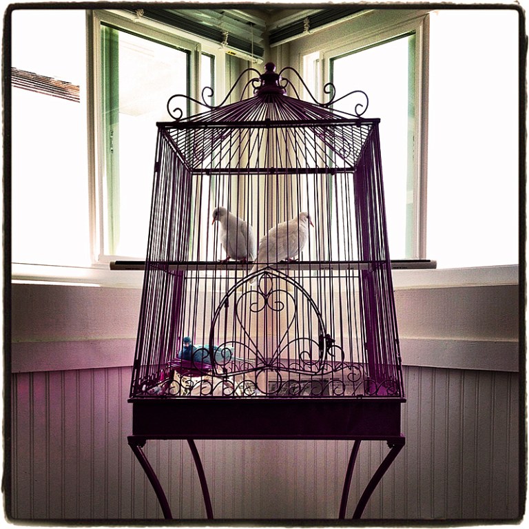 Joel's Doves #3 Blog iDiarist