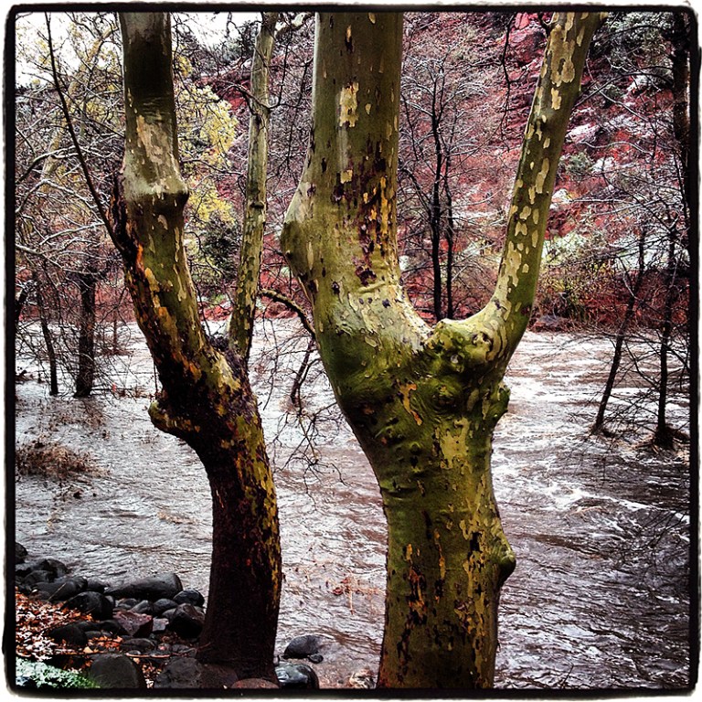 Two Sycamores Blog iDiarist