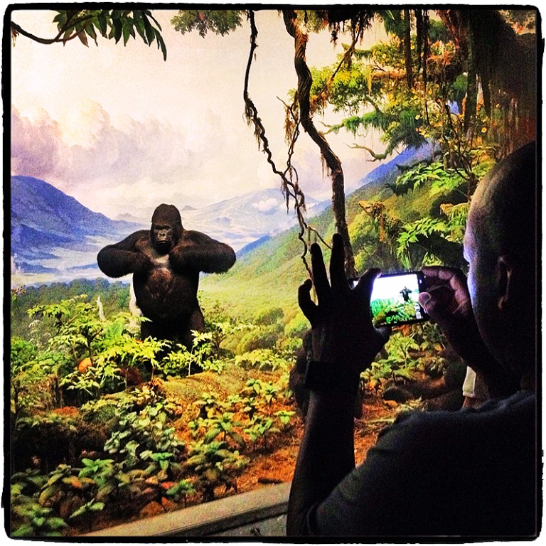 Photographing Gorilla Blog iDiarist