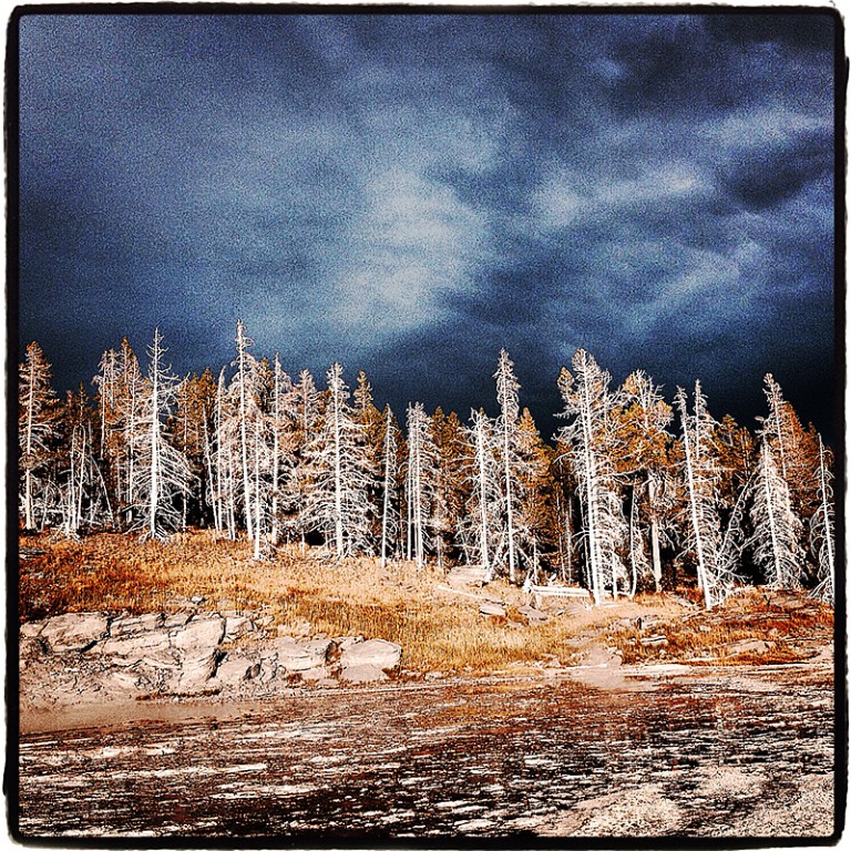 Thermal Trees iDiarist Blog