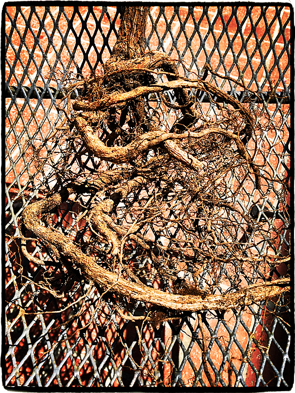 Trumpet Vine Roots #1 Blog iDiarist